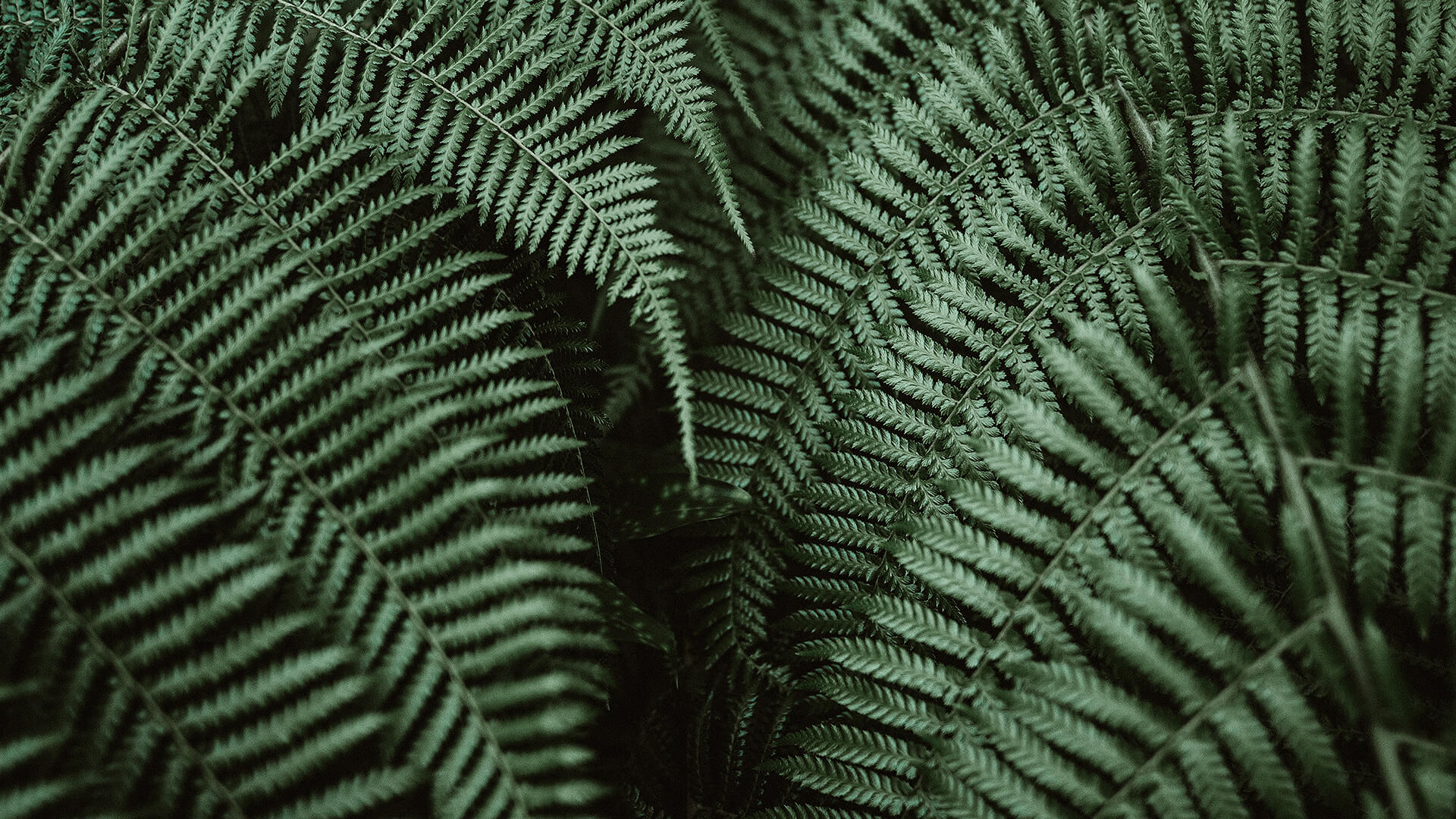 Fondo